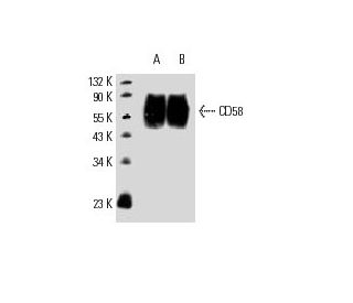 CD58 Antibody (TS2/9.1.4.3) - Western Blotting - Image 9054 