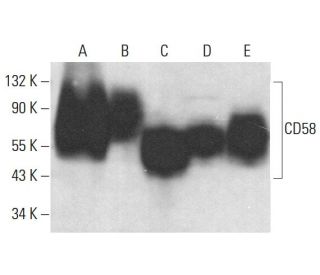 CD58 Antibody (TS2/9) - Western Blotting - Image 377989 