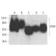 CD58 Antibody (TS2/9) - Western Blotting - Image 377989 