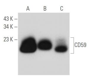 CD59 Antibody (B-3) - Western Blotting - Image 46091