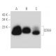 CD59 Antibody (B-3) - Western Blotting - Image 46091