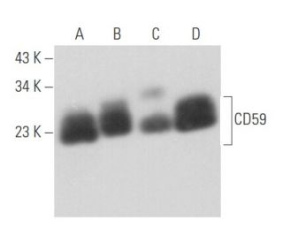 CD59 Antibody (H-7) - Western Blotting - Image 356686 
