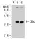 CD5L Antibody (18.2) - Western Blotting - Image 30469