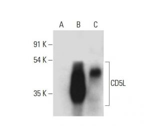 CD5L Antibody (F-1) - Western Blotting - Image 317957 