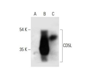 CD5L Antibody (F-10) - Western Blotting - Image 317956 