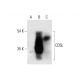 CD5L Antibody (F-10) - Western Blotting - Image 317956 