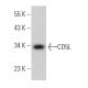 CD5L Antibody (F-10) - Western Blotting - Image 363927