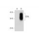 CD5L Antibody (F-5) - Western Blotting - Image 314507
