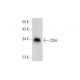 CD5L Antibody (F-5) - Western Blotting - Image 318030 