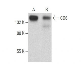 CD6 Antibody (F-5) - Western Blotting - Image 382337 