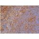 CD64 Antibody (C-6) - Immunohistochemistry - Image 365053