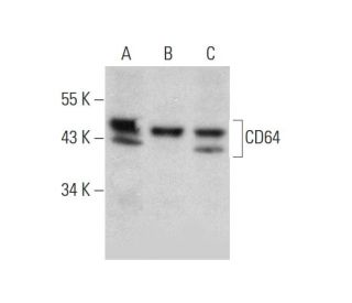 CD64 Antibody (C-6) - Western Blotting - Image 346438 