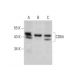 CD64 Antibody (C-6) - Western Blotting - Image 346438 