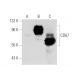 CD67 Antibody (GM2H6) - Western Blotting - Image 64696