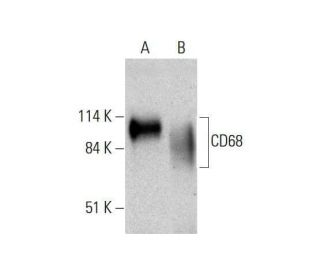 CD68 Antibody (B-7) - Western Blotting - Image 351872 