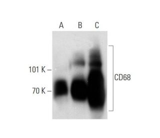 CD68 Antibody (KP1) - Western Blotting - Image 138543 