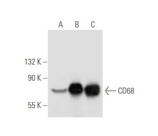 CD68 Antibody (E-11) - Western Blotting - Image 58547 