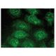 CD69 Antibody (A-5) - Immunofluorescence - Image 149292 