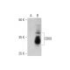 CD69 Antibody (E-10) - Western Blotting - Image 353449