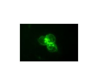 CD69 Antibody (FN50) - Immunofluorescence - Image 4923 