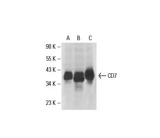 CD7 Antibody (CBC.37) - Western Blotting - Image 17664 
