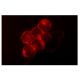 CD7 Antibody (M-T701) - Immunofluorescence - Image 4717
