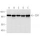 CD71/TFRC/Transferrin Receptor Antibody (2B6) - Western Blotting - Image 14332 