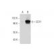 CD71/TFRC/Transferrin Receptor Antibody (2B6) - Western Blotting - Image 61869
