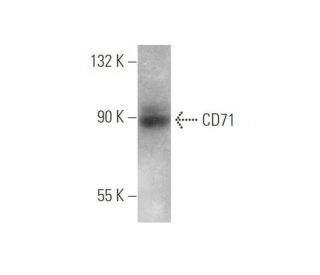 CD71/TFRC/Transferrin Receptor Antibody (OX26) - Western Blotting - Image 352439 