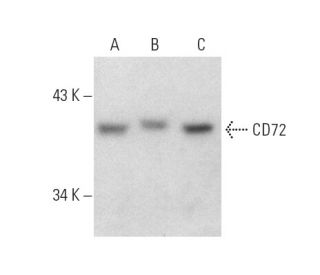 CD72 Antibody (H-7) - Western Blotting - Image 8561 