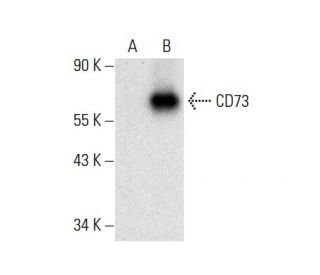 CD73 (D-12): sc-398260. Western blot analysis of CD73 expression in... 