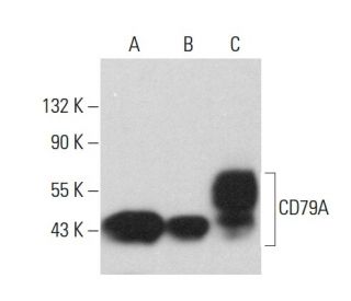 CD79A Antibody (A-3) - Western Blotting - Image 381960 