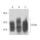 CD79A Antibody (HM57) - Western Blotting - Image 12849 