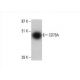 CD79A Antibody (HM57) - Western Blotting - Image 393096