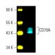 CD79A Antibody (HM57) - Western Blotting - Image 396300 