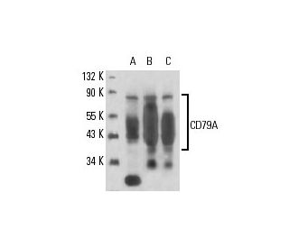 CD79A Antibody (JCB117) - Western Blotting - Image 16343 