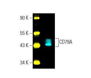 CD79A Antibody (HM57) - Western Blotting - Image 396300