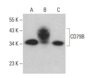 CD79B Antibody (AT105-1) - Western Blotting - Image 381091 