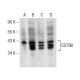 CD79B Antibody (B-4) - Western Blotting - Image 148966 