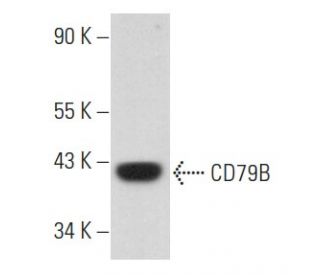 CD79B Antibody (B-4) - Western Blotting - Image 356886 