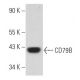 CD79B Antibody (B-4) - Western Blotting - Image 356886 