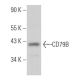 CD79B Antibody (B-4) - Western Blotting - Image 363581