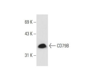 CD79B Antibody (G-7) - Western Blotting - Image 80622 