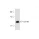 CD79B Antibody (G-7) - Western Blotting - Image 80622 