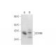 CD79B Antibody (G-7) - Western Blotting - Image 300532