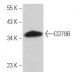 CD79B Antibody (G-7) - Western Blotting - Image 363580 