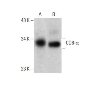 CD8-&alpha; Antibody (C8/144B) - Western Blotting - Image 353457 