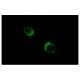 CD8 Antibody (2.43) - Immunofluorescence - Image 4723 