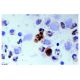 CD8-β Antibody (5F2) - Immunohistochemistry - Image 4727 