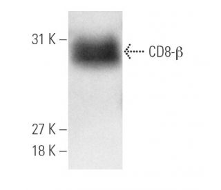 CD8-&beta; Antibody (5F2) - Western Blotting - Image 4728 